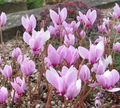 Cyclamen hederifolium (deliver Sept to October)
